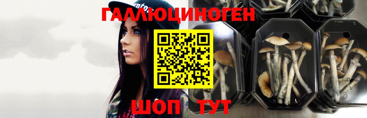 Тосно  Галлюциногенные грибы ЛСД  Вход с VPN 